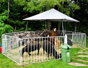 PBL-CCCShabbatUnderStarsJuly2023-10103