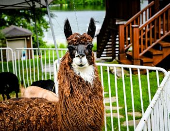 PBL-CCCShabbatUnderStarsJuly2023-10111