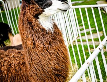 PBL-CCCShabbatUnderStarsJuly2023-10112