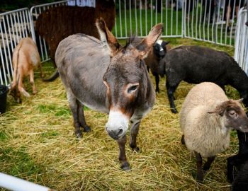 PBL-CCCShabbatUnderStarsJuly2023-10322